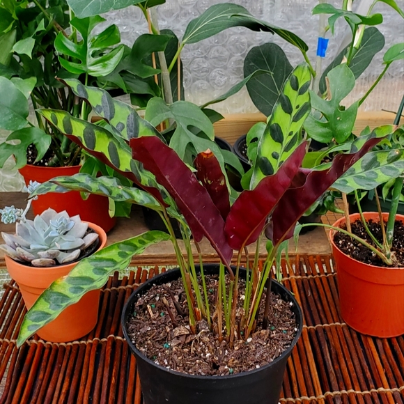 🌱Calathea Rattlesnake | 4" pot - Picture 4 of 7
